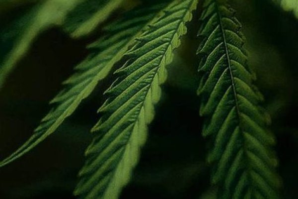 Кракен не работает сегодня